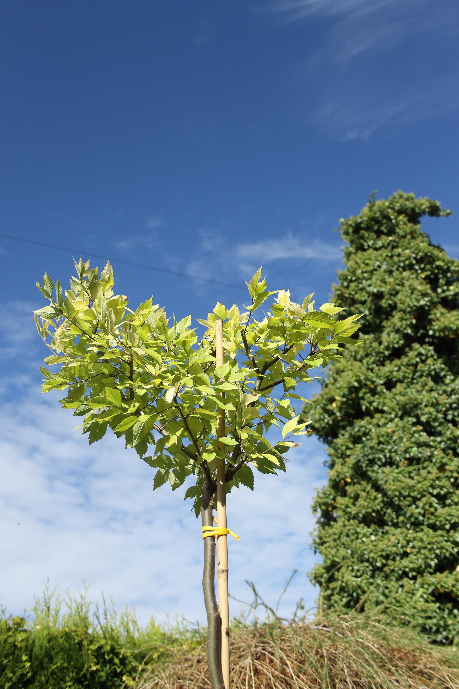 71395e23503f0fb5857720a091411a6e