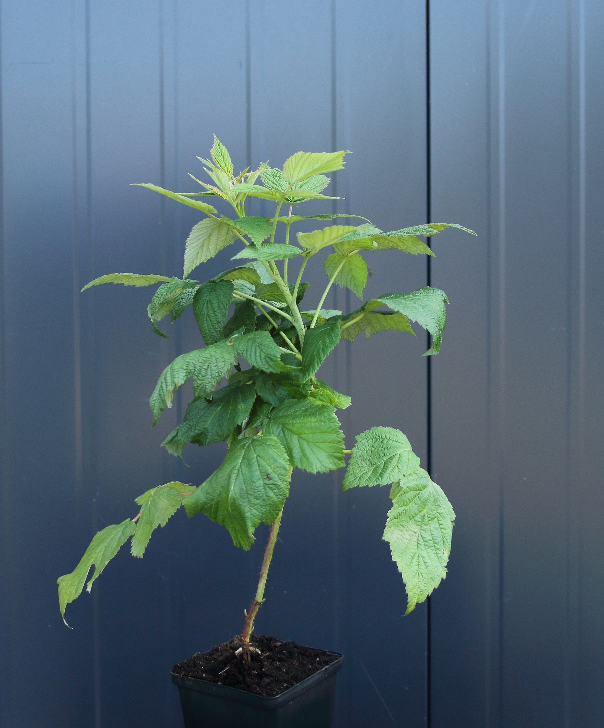 e3c335177875abc6e2301e2825662a90