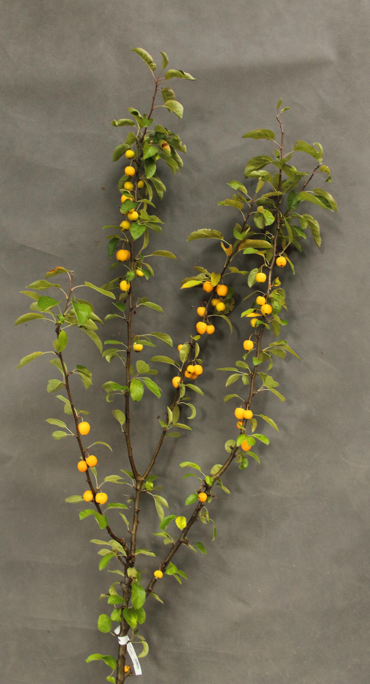 b3298e25717b94276810382121456ddb