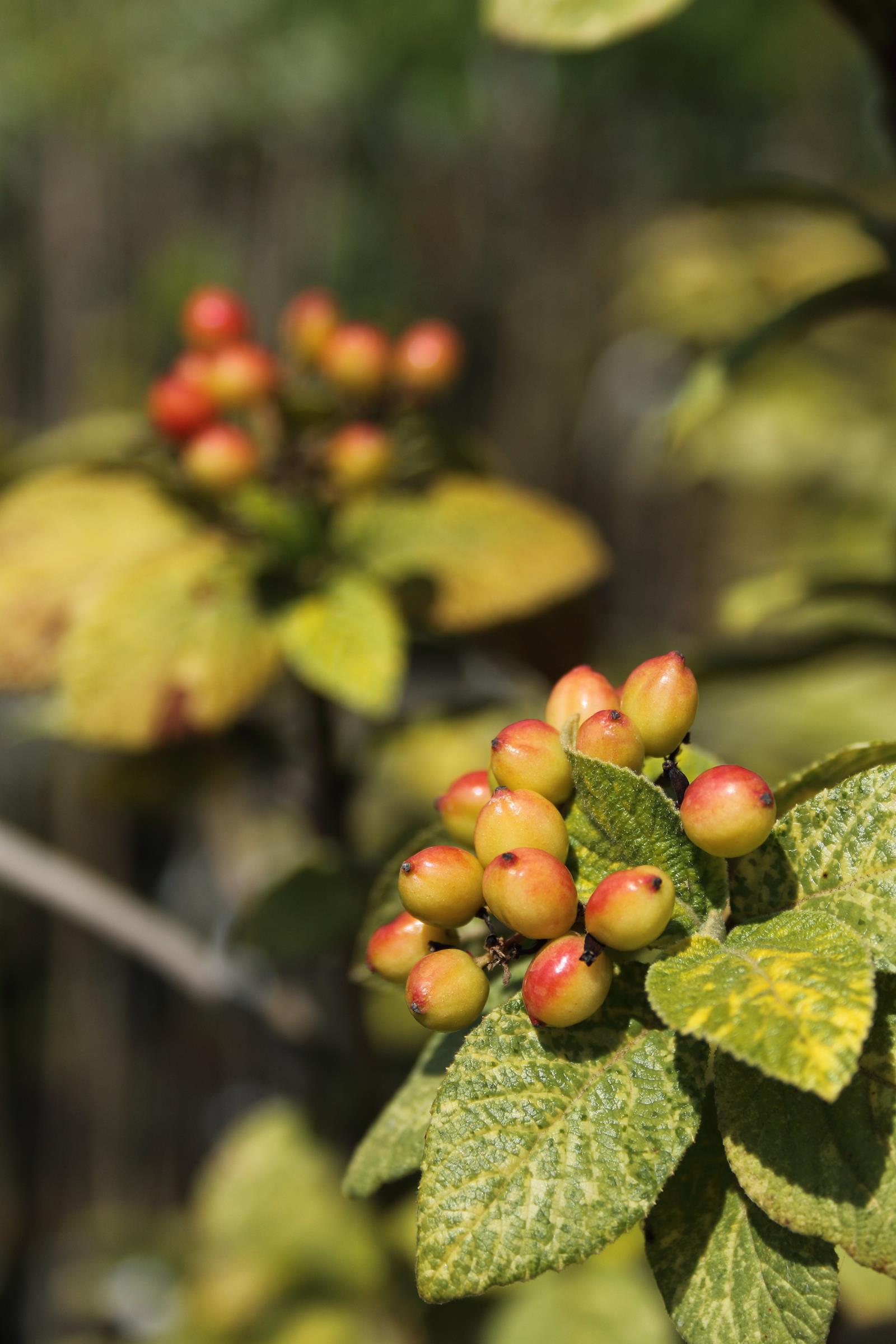 a781dae22a36ac3b9d2843a8574a1797