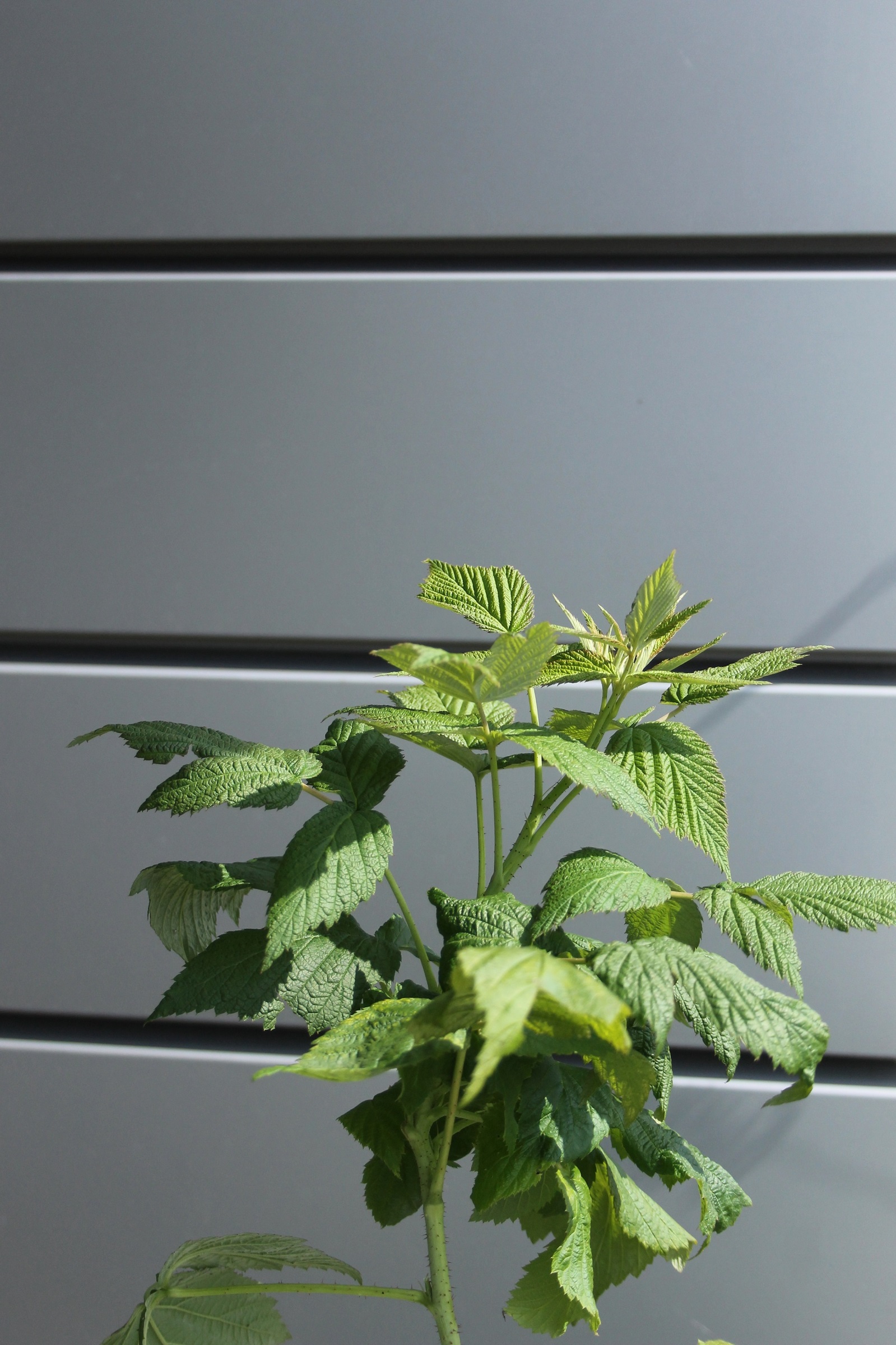 feb18d4834a746f3666550b73254003e