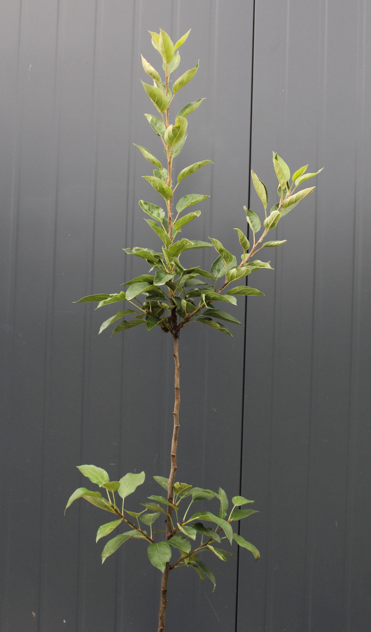 f2aec4c71f3bb9f765dec61166beb1d7