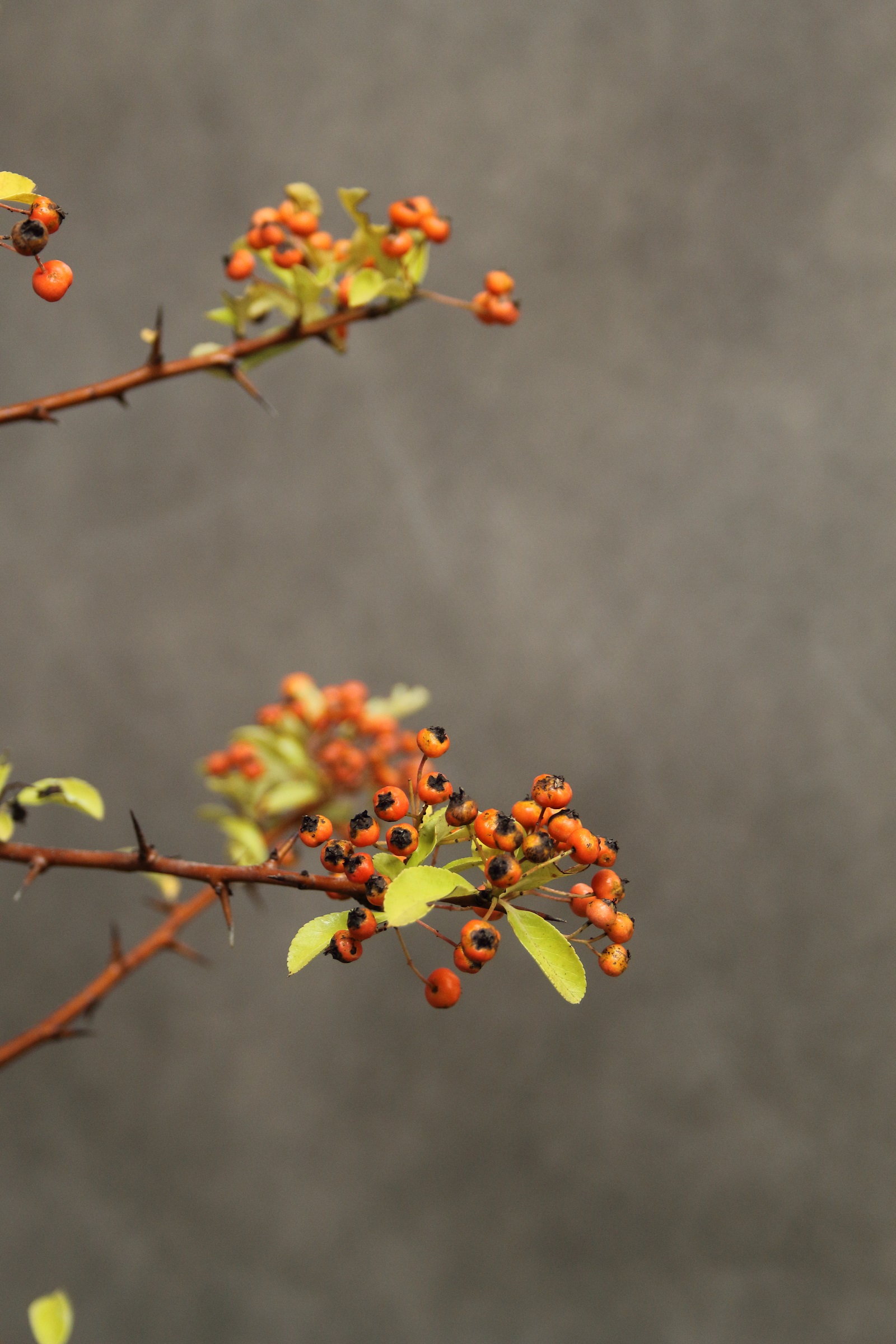 d8fef5c77d0a839228aea43654cdcc5e