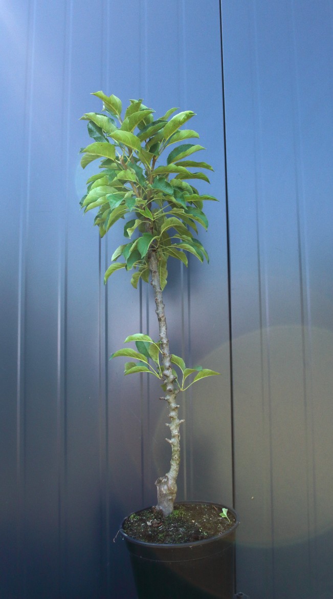 c4de03431db7092c9296fc7d026aaeb0