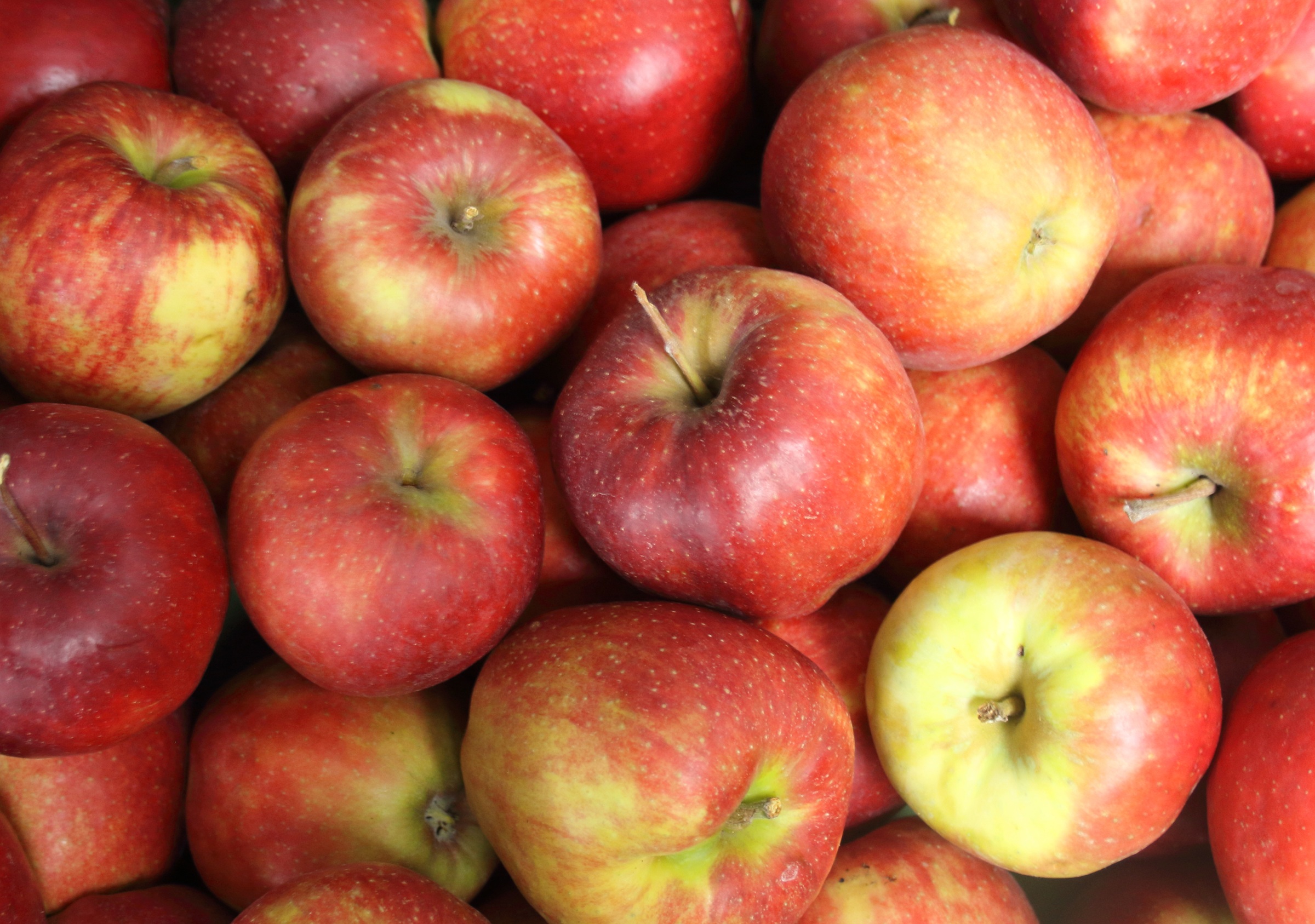 93f74c5c52cf5ee00ed9404e4b1f8768