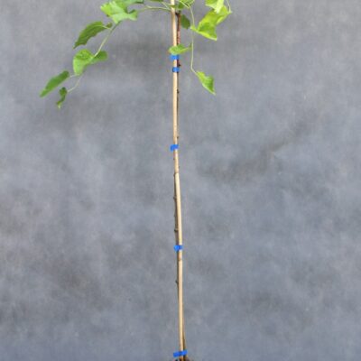 466f66908cefd382351feaec262f7463