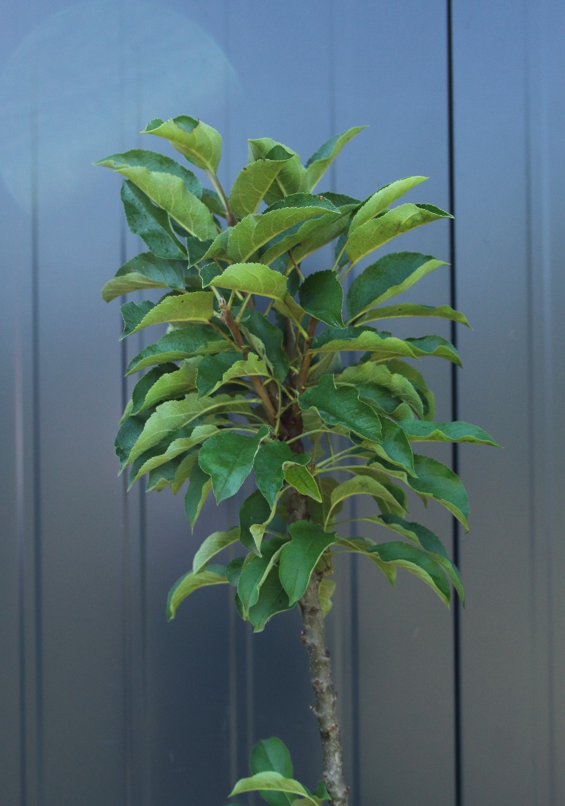 25d1b3484b7ad558c8023db48a6cef45