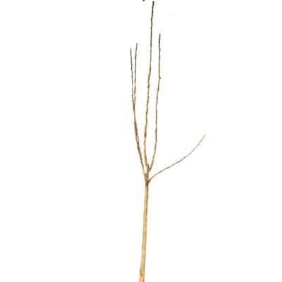 a2a013146b1bc776d1f9f95c6d28ede4