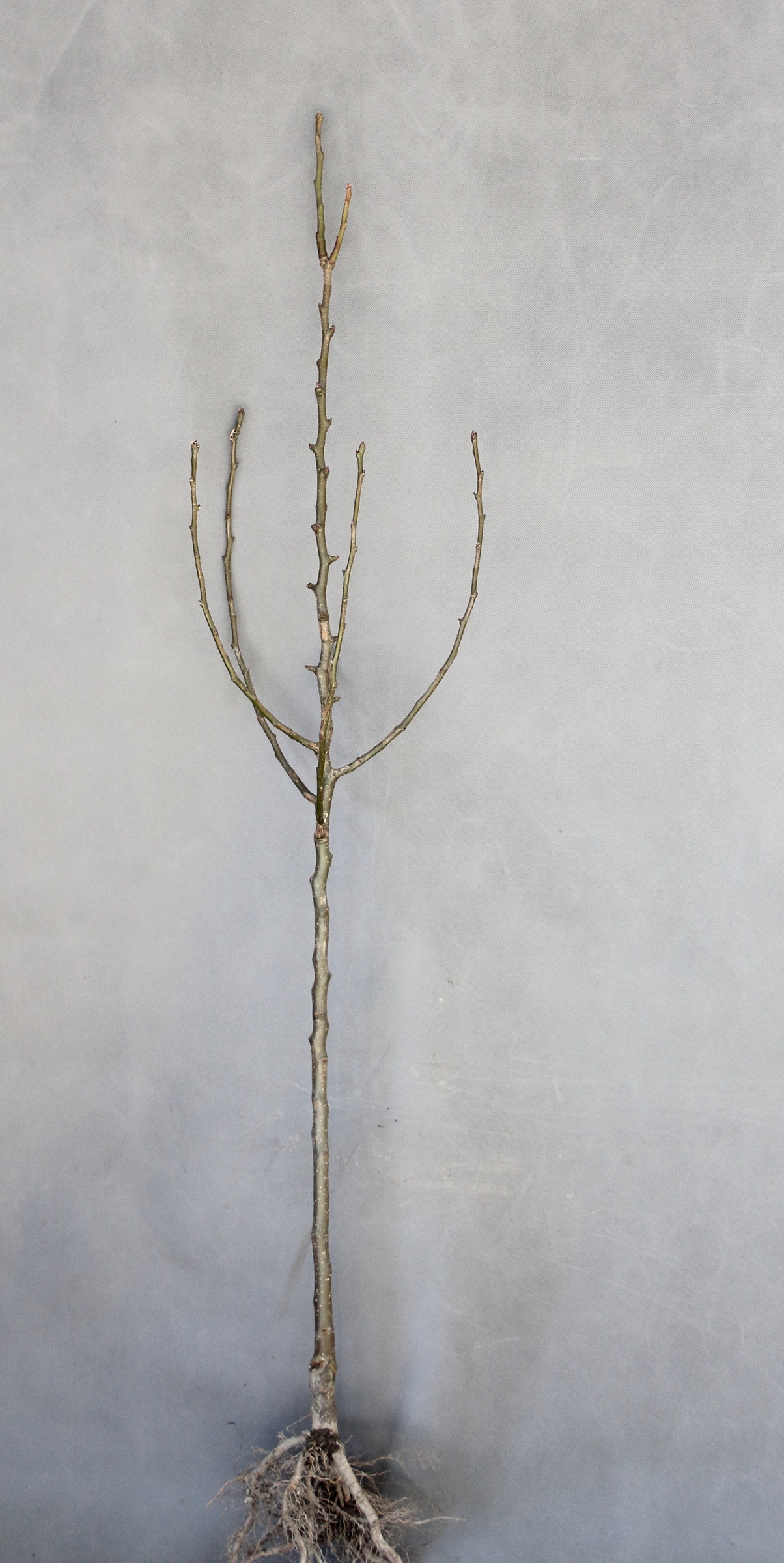 8c0fc8d96e9302f04eee2532be19febc