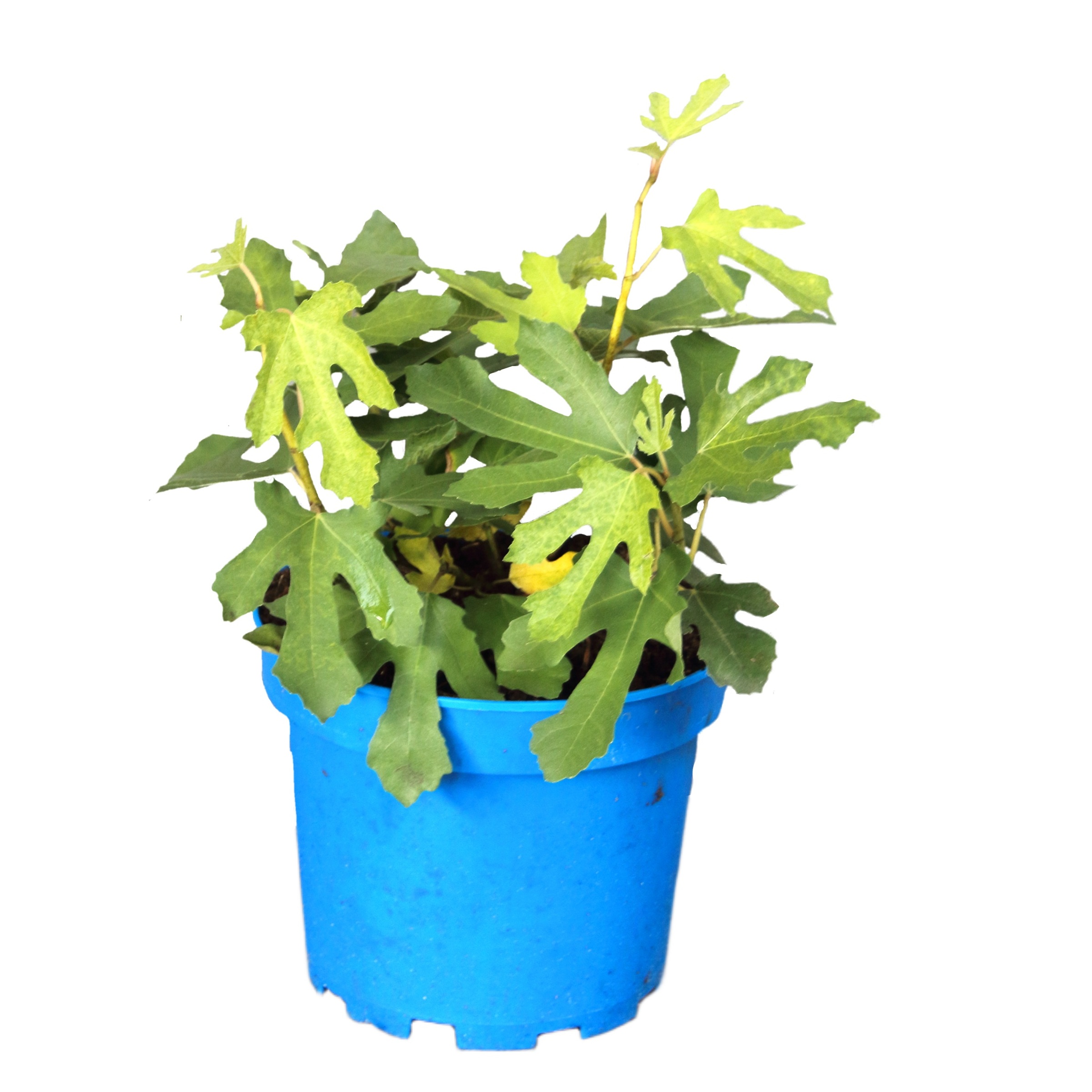 9beb6d10264bc5b34ca6d904e67bd6b4