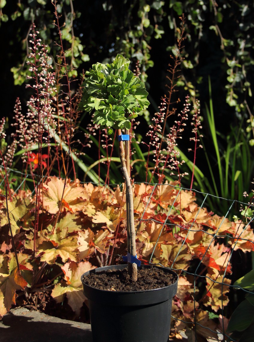 d49f48df9df74826bb712285621a787f