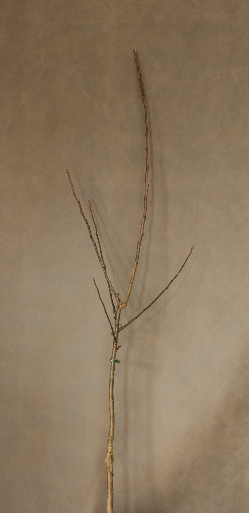 0e5958eee8d94c735014e9df6bf1594d