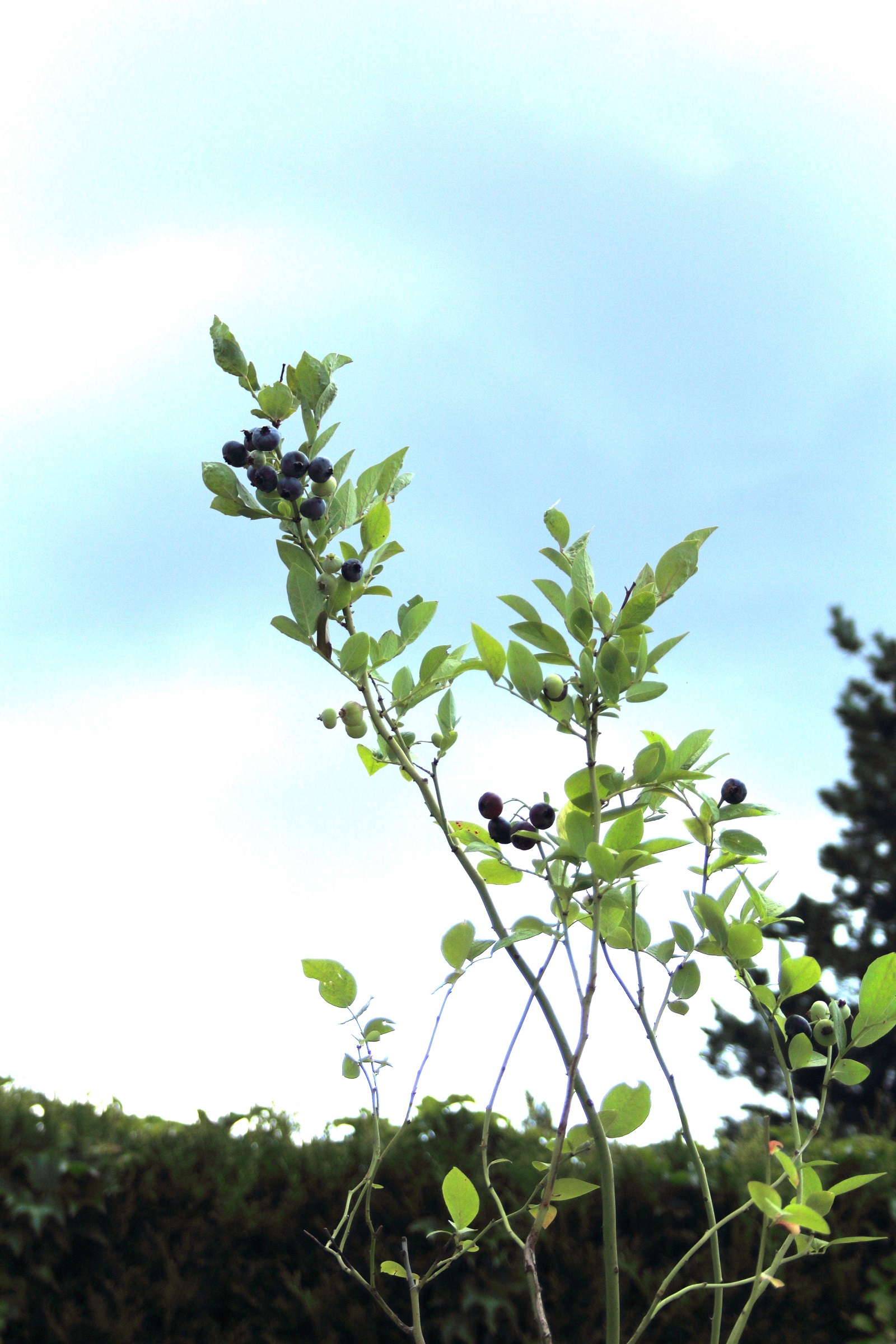 c10f20da4425a01da018fca34388f38c