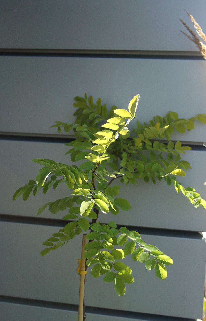 e486997b5ce871587a9864d4d004af98