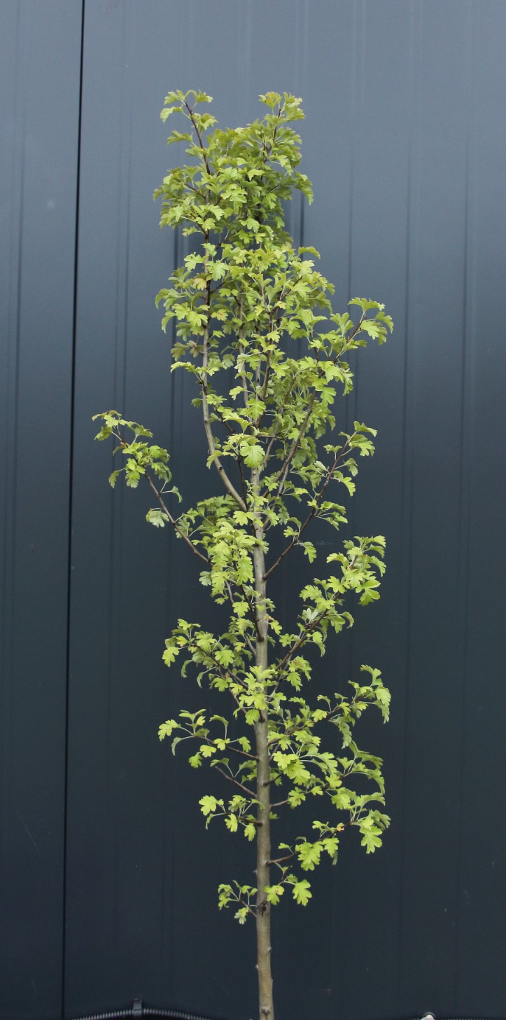 9ccd34736ab4d9466f2063538f85032f