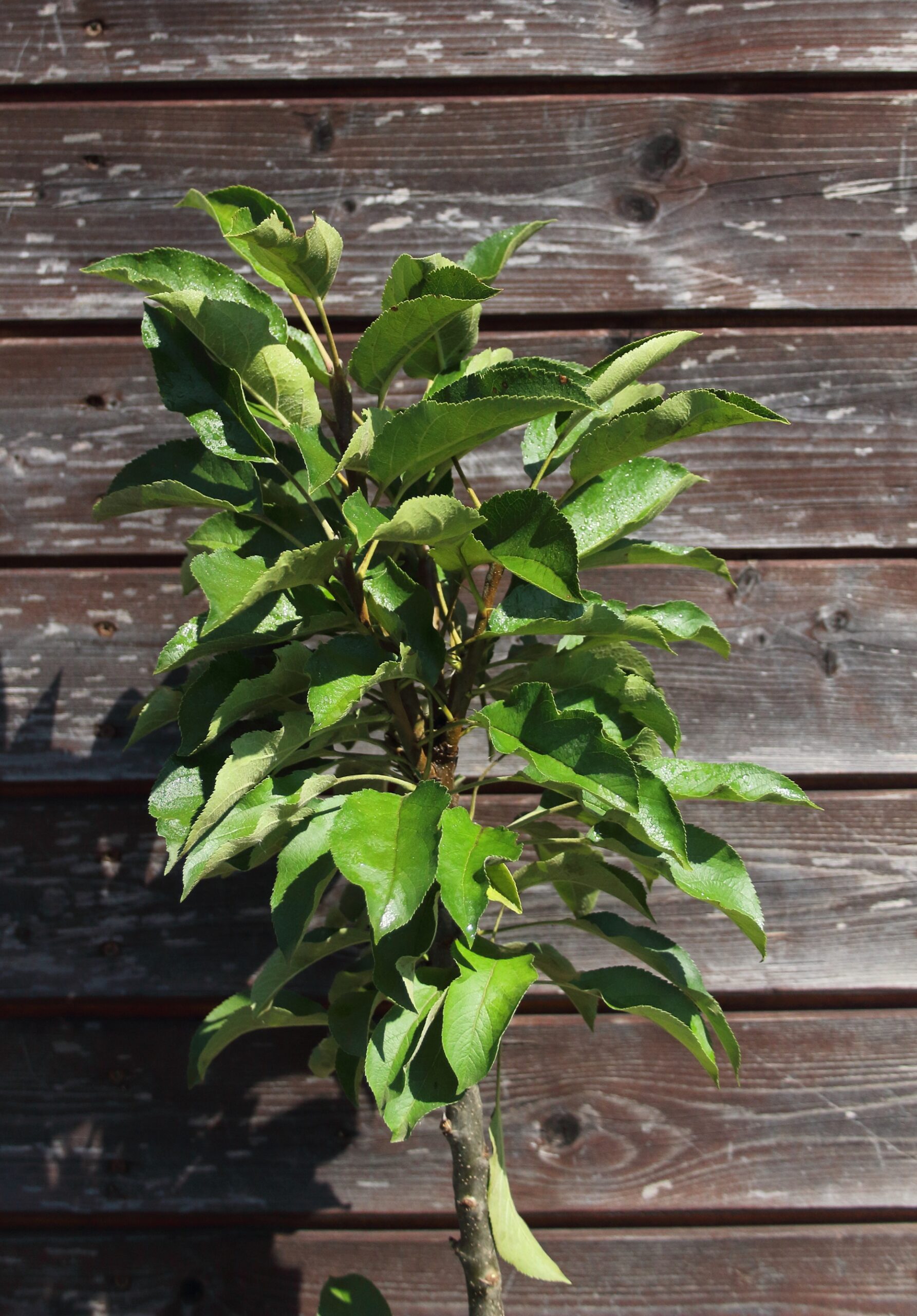 796e1775713deb3eef44efb70bcf4696