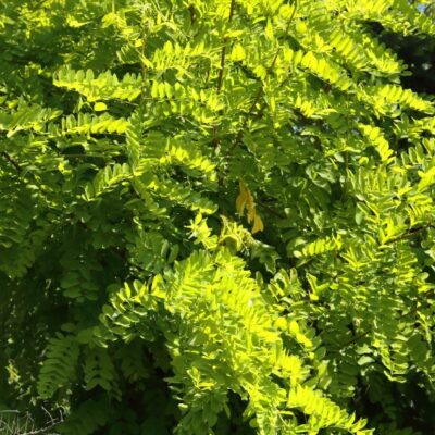 8dabce986976b3855c1bd0545ac37ae6