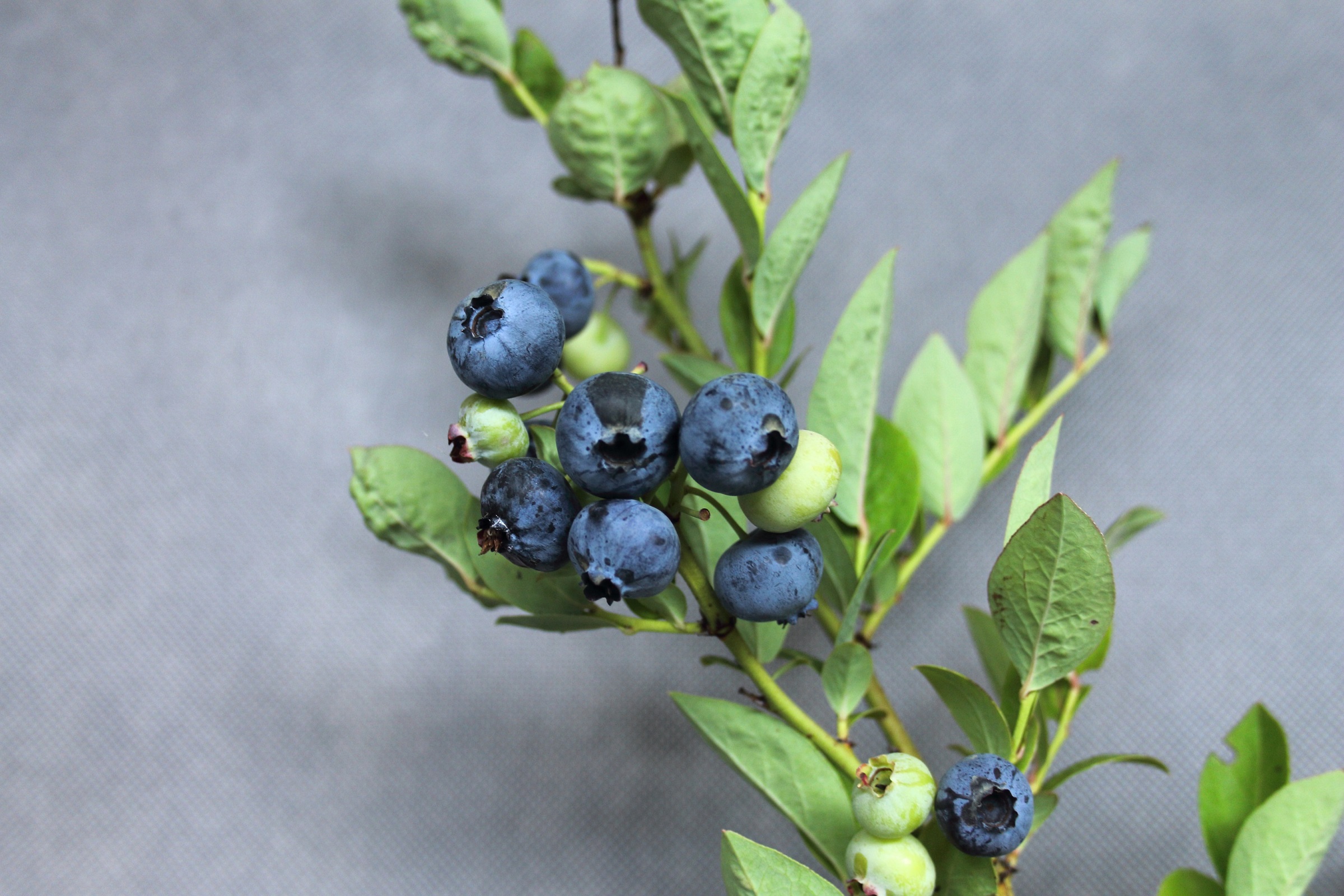 bb7bbc8e0736c2631f9cf06c267c61a0