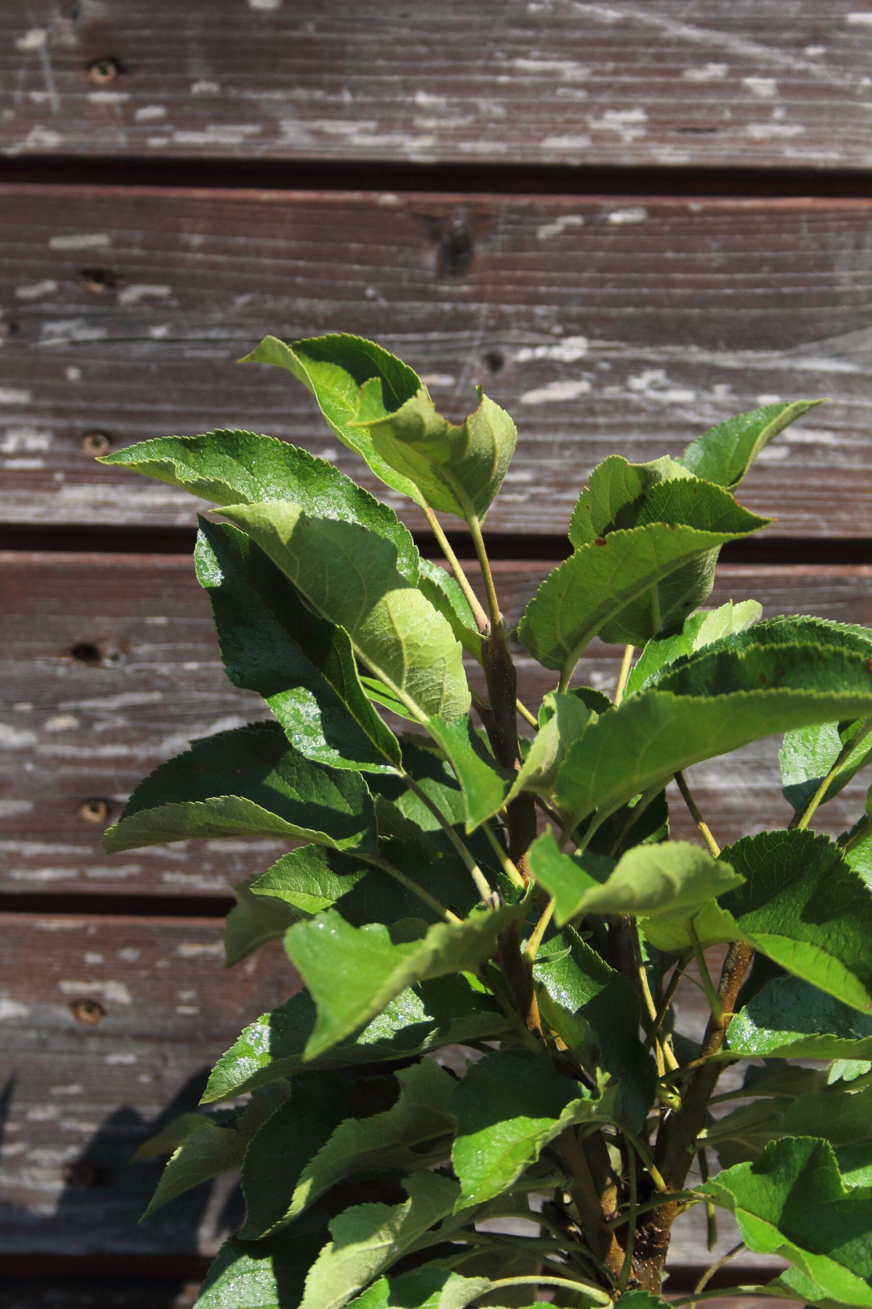 0850b91a426cff16ef6b0030c9334e76