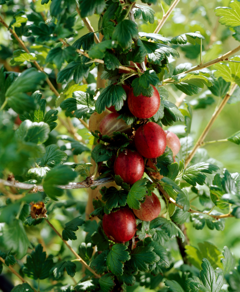 825f1bd409077e802924b9d9ee49cb3b