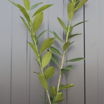 abcf291ed292e3e6a42dbc39c592334a