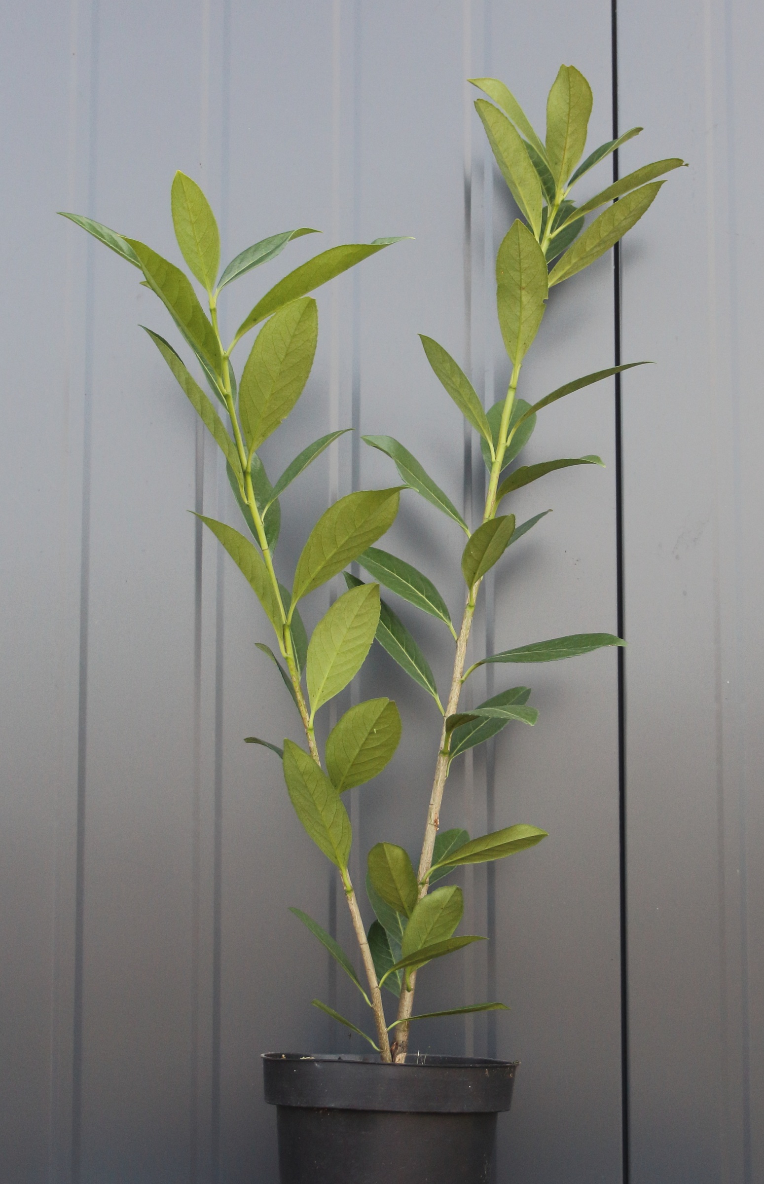 abcf291ed292e3e6a42dbc39c592334a