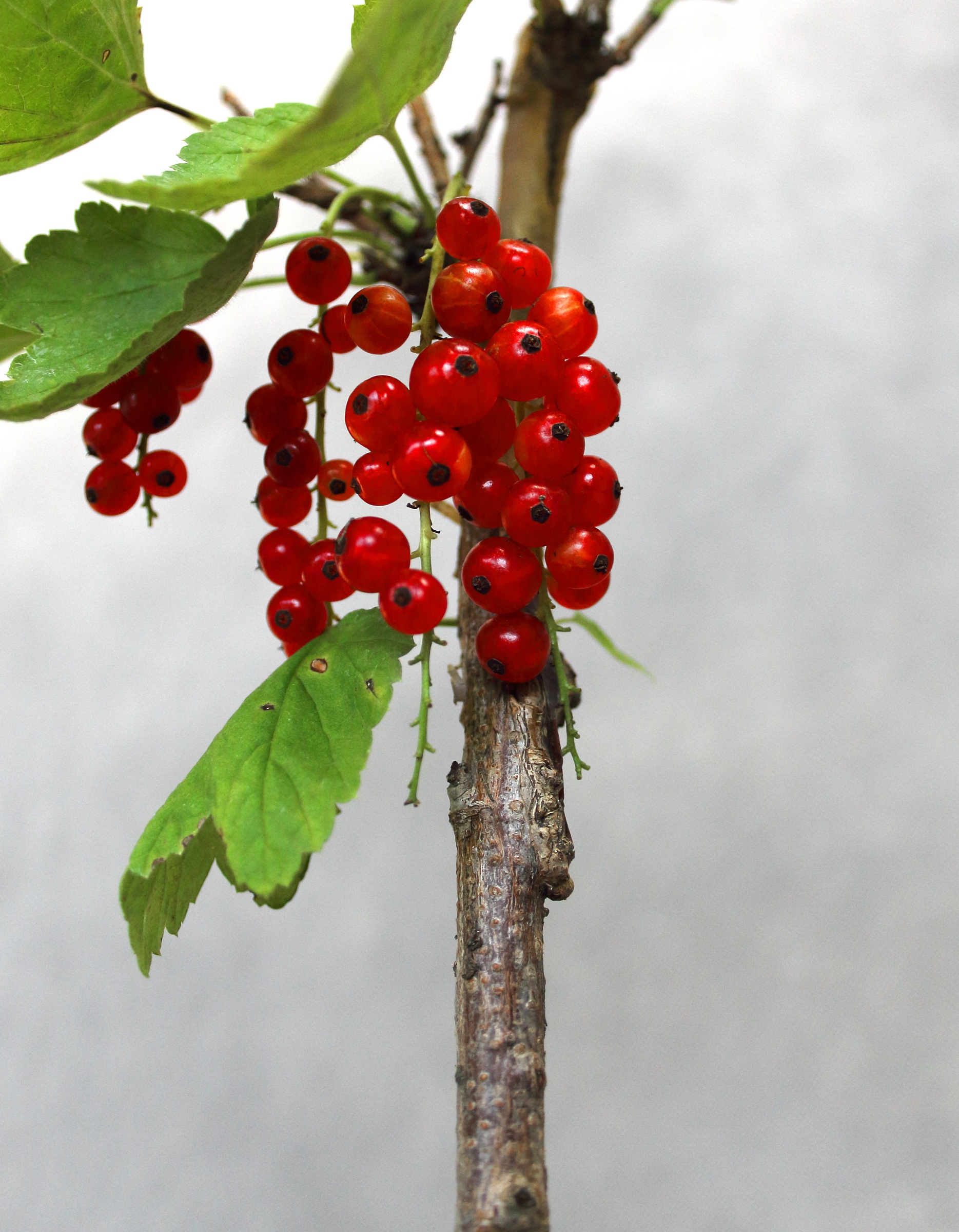 31c337780d008a339400602b3c018828