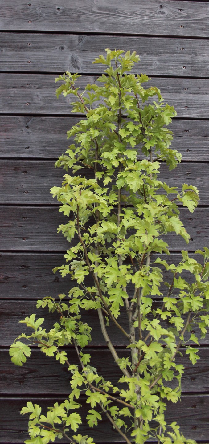 459da03d9b21194594b9be0efee0a638