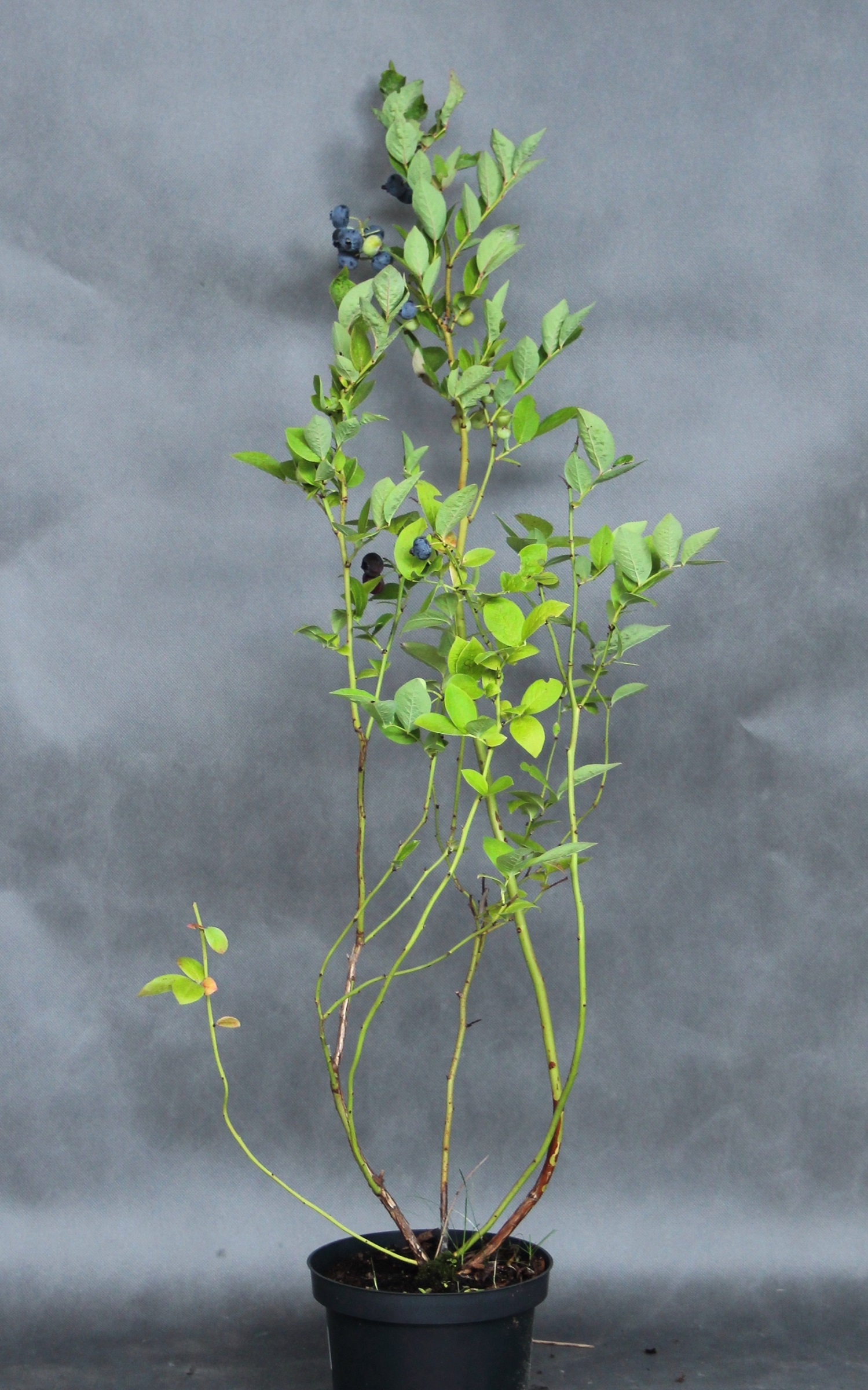 9e2e7ddb639da56336d39b3f6eb065bb