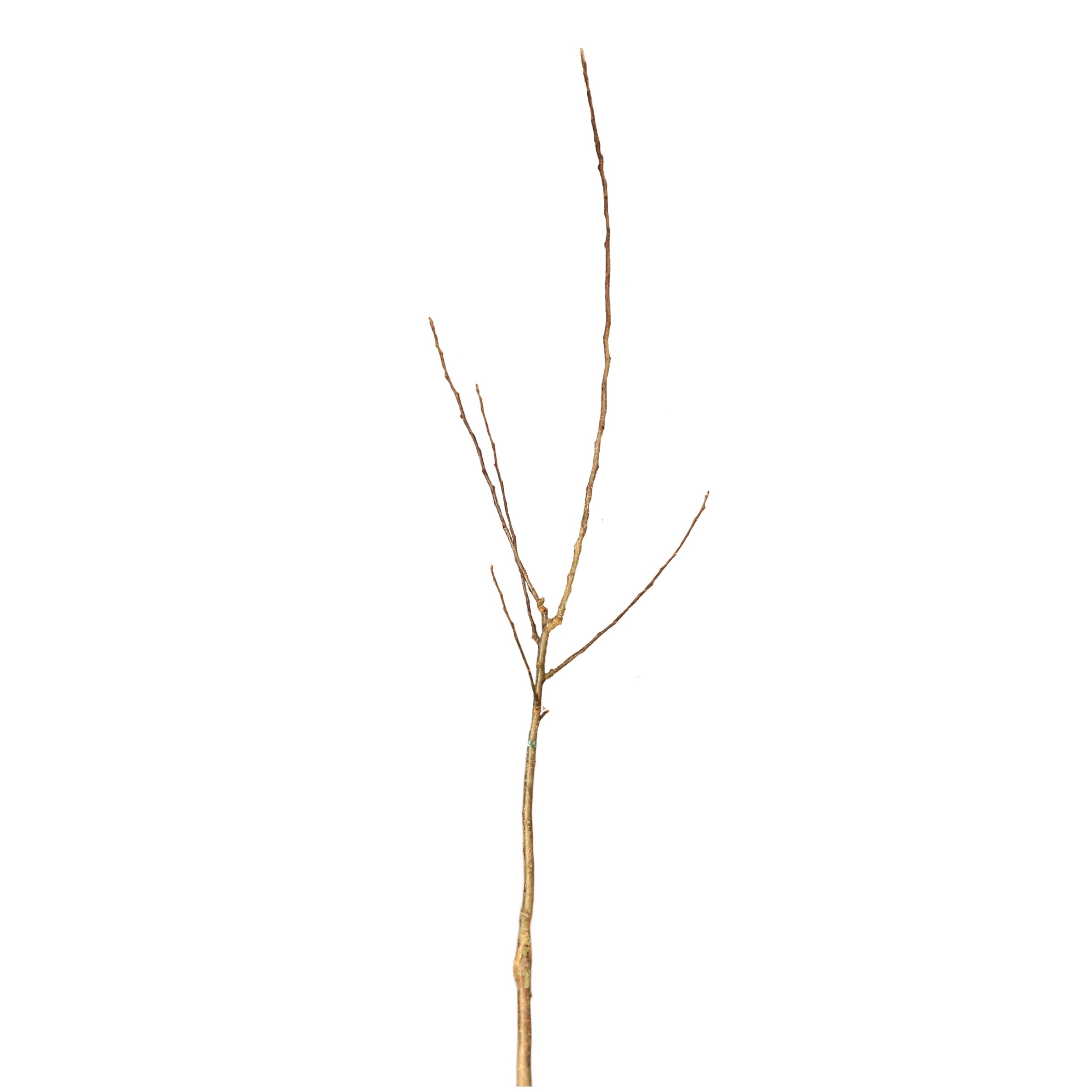 8d97121ef779eb03f2a0a3b177e7bf15