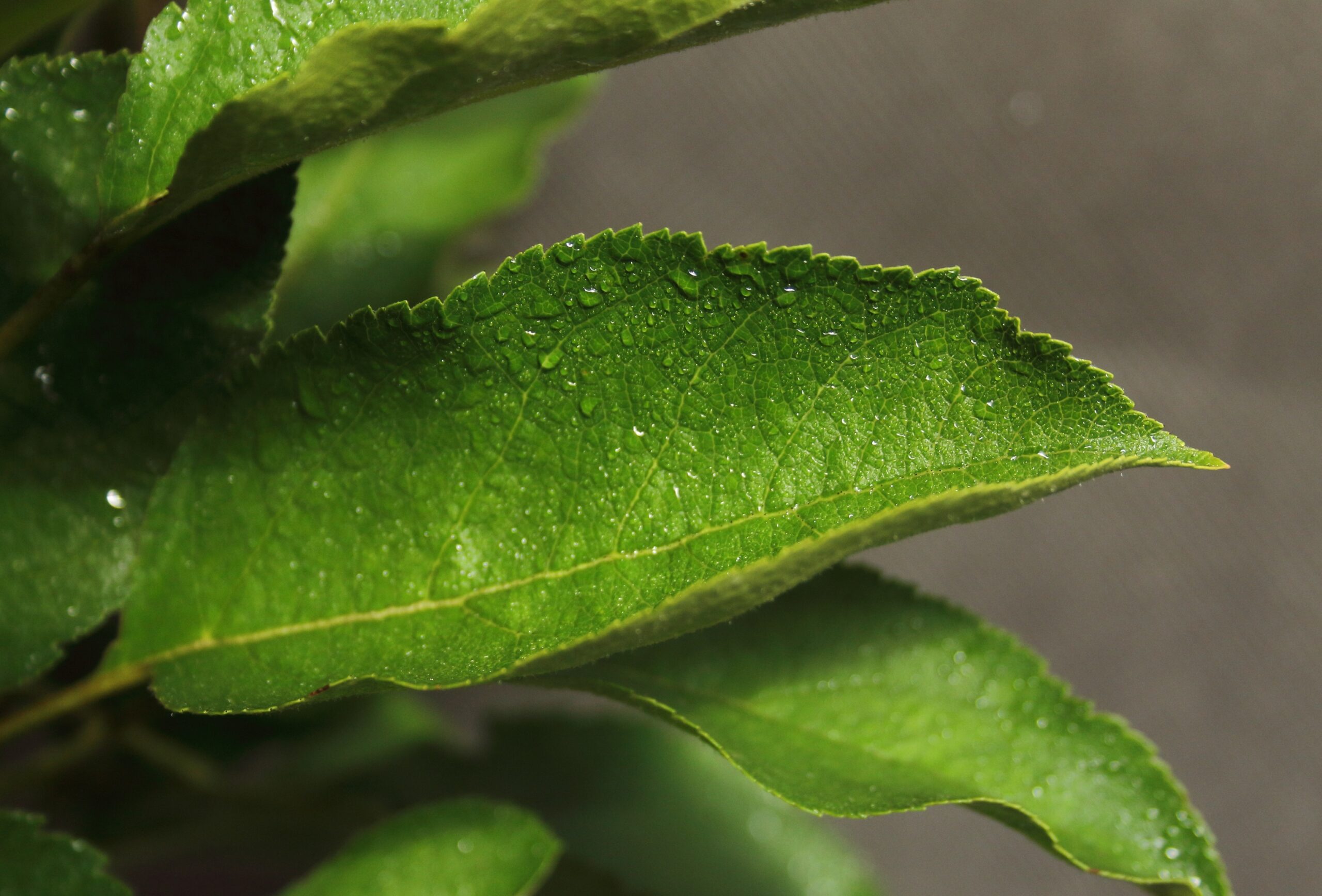 013b9de12883ff44ce99fd648800ccae