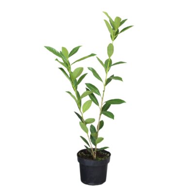 5715047723c606a2e483582b21584e0a