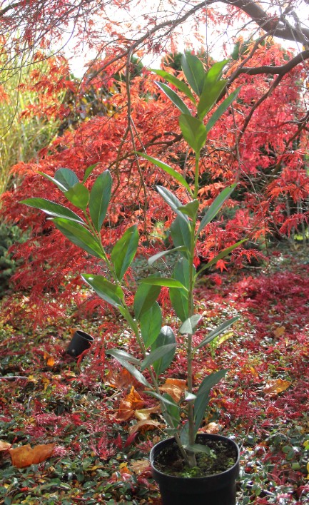 1e0e2e92d33cdb6de9eef5307b8cca5b