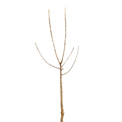 5e7b81d7de9646b8fccaa46ee6d70e52