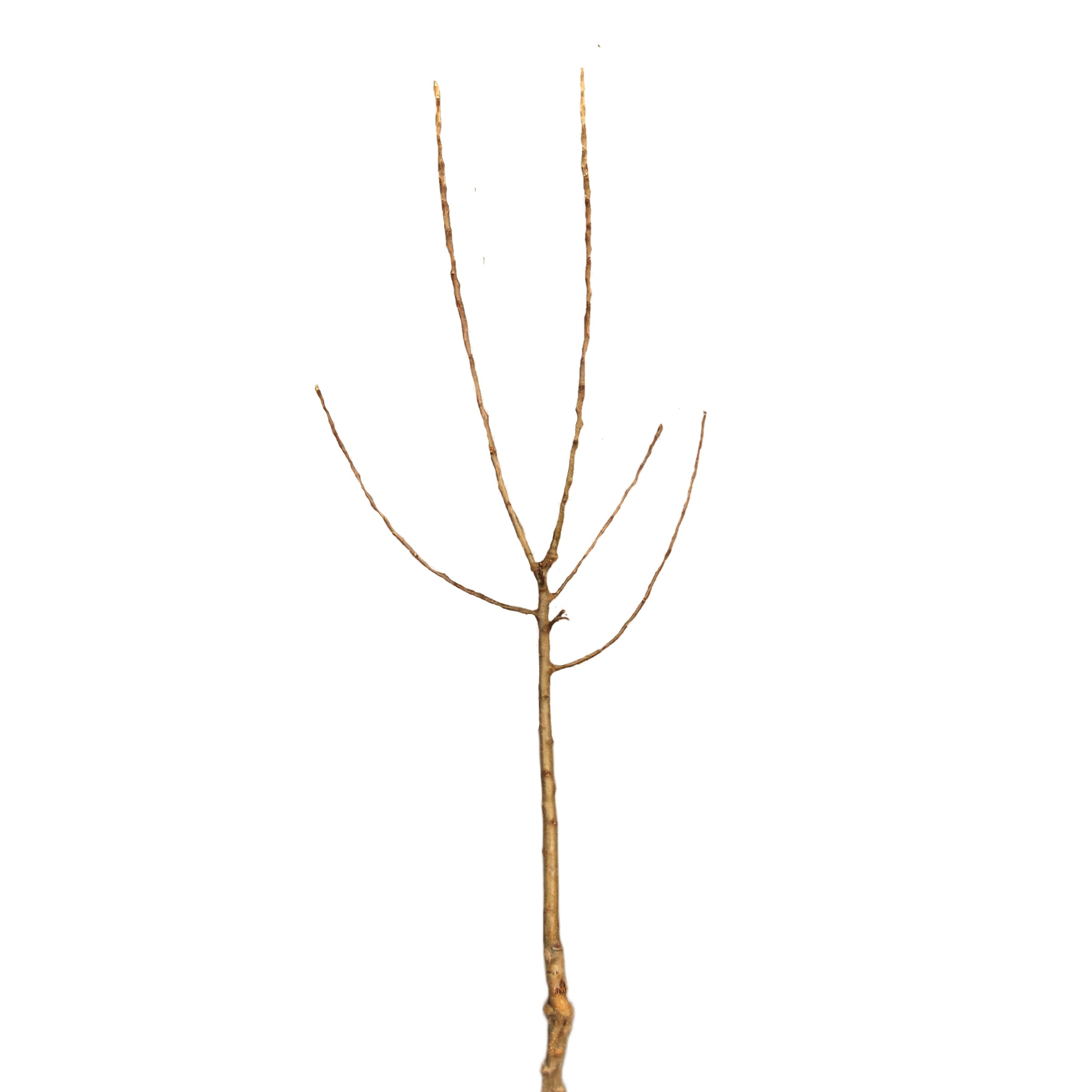 5e7b81d7de9646b8fccaa46ee6d70e52