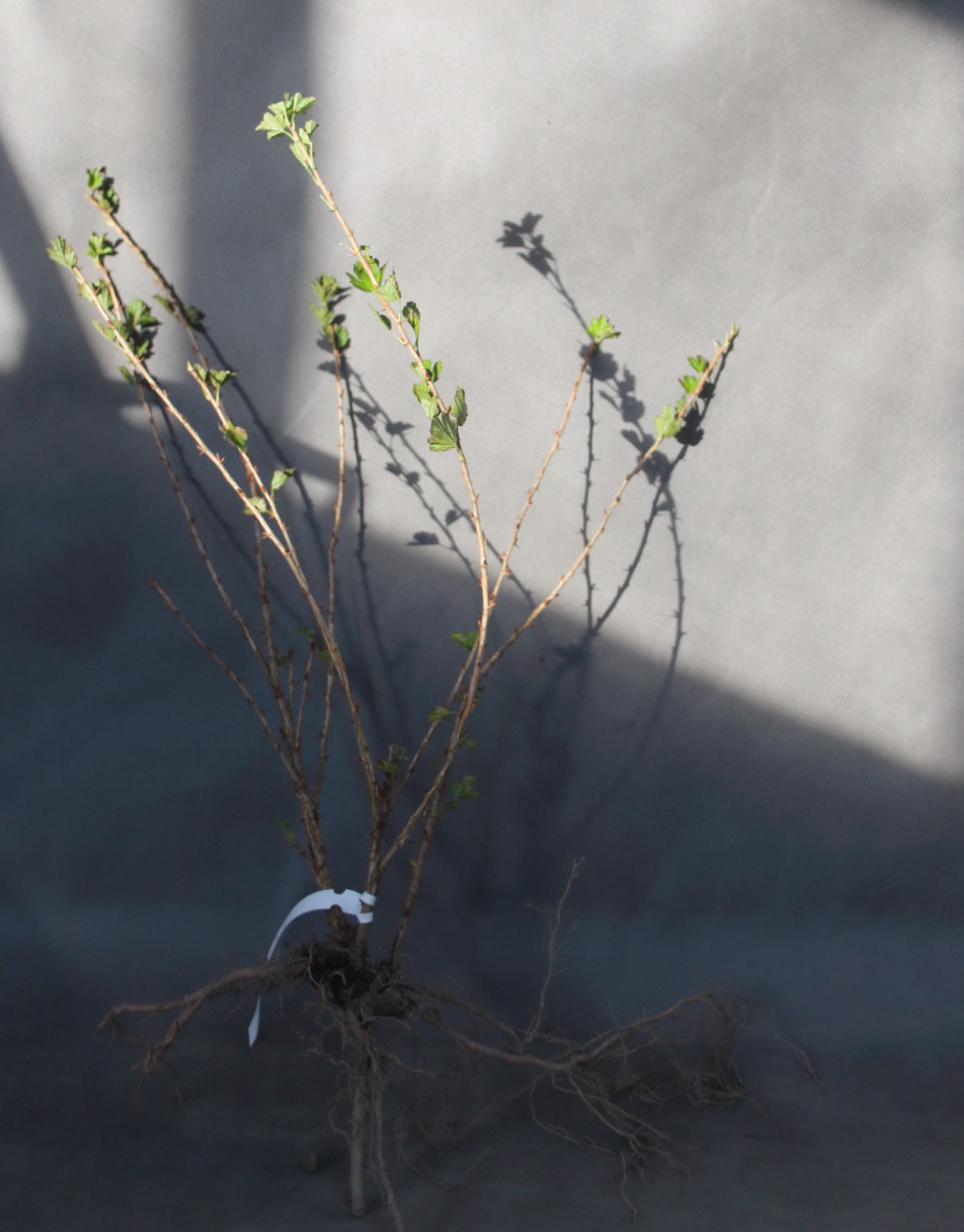 11bff2a0cd15d4ae4005772abd866770