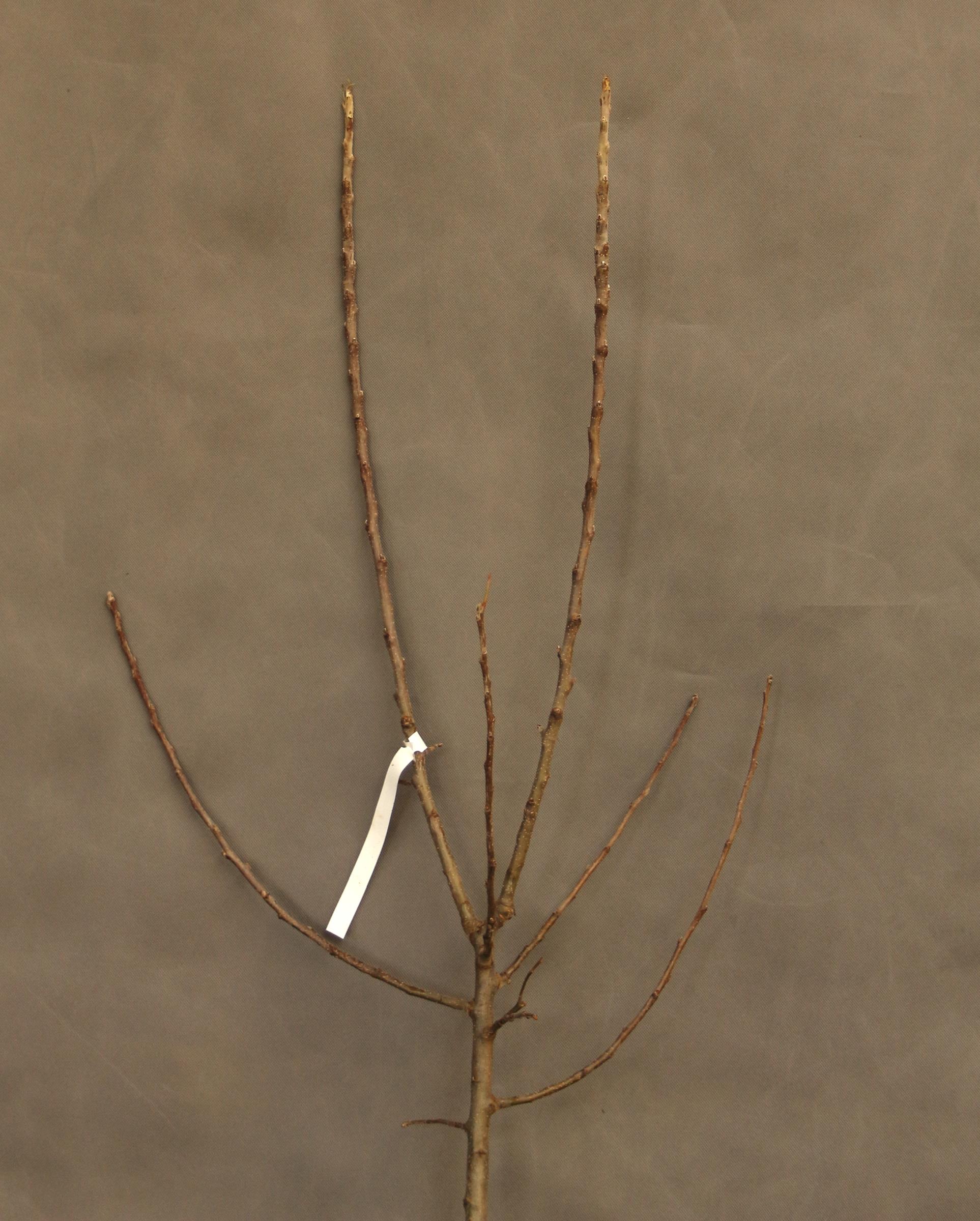 40df4db0369965dd2903dc1e8b9ea0b8