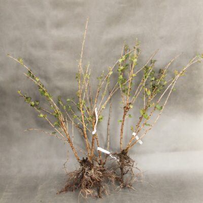 b9bd6f45bb4b3902fab9dc6f84289206