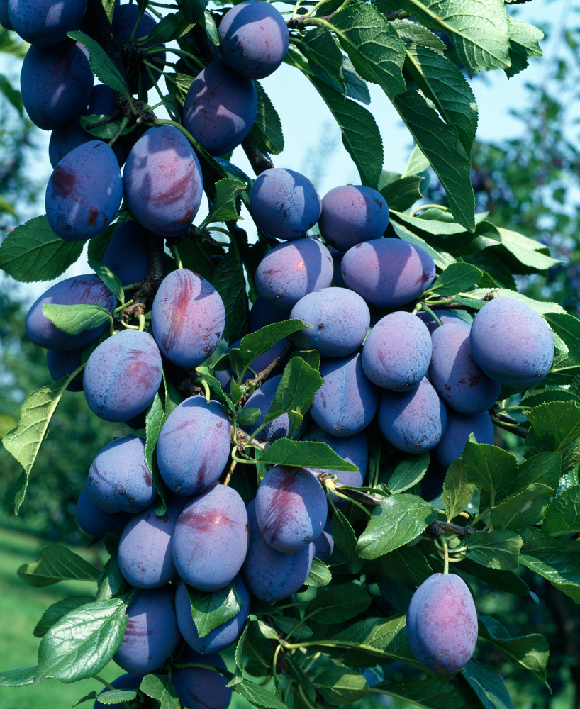 81375bfc93eabd1bbaf312995252b092