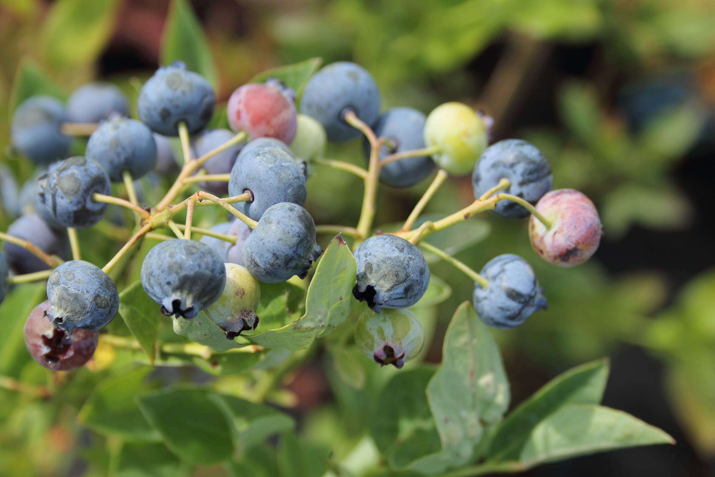 15a0cff69fbcb735b35b6ed5513d2924