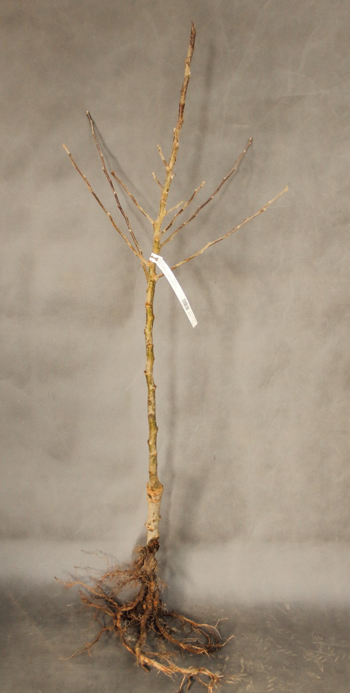 cc5a5315c479093bf96f4abb49a2716b