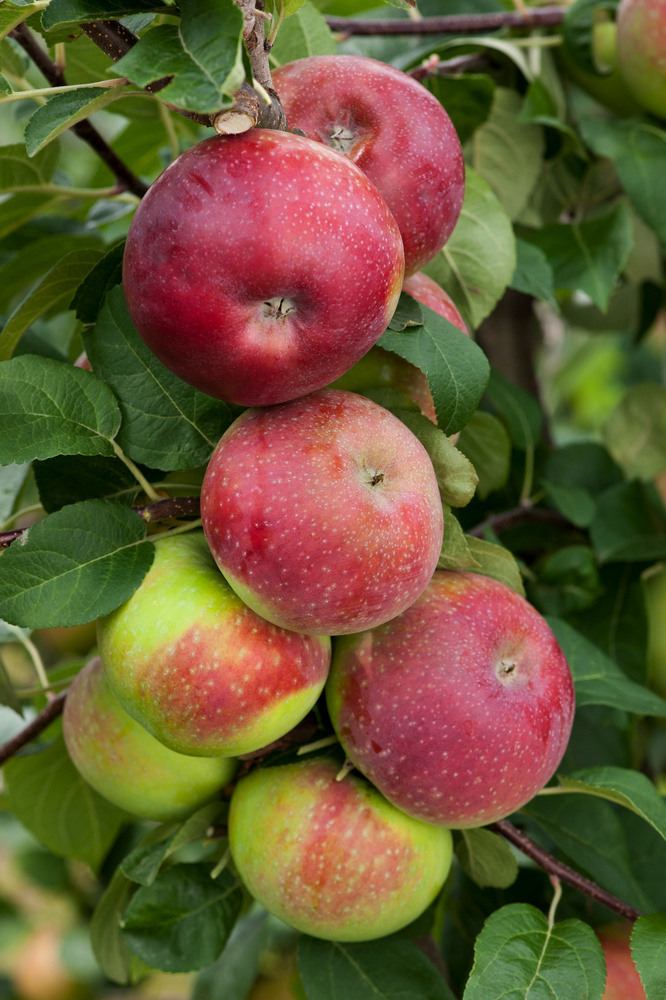 b88dc8a114f810f7b2d6d354774c81f9