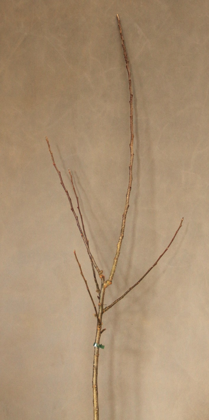 13106558efcd16523f7925a4775037fd