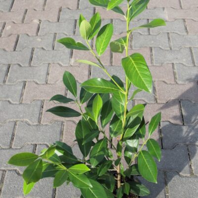 797f62f755c845108f2d6e5f500618e6