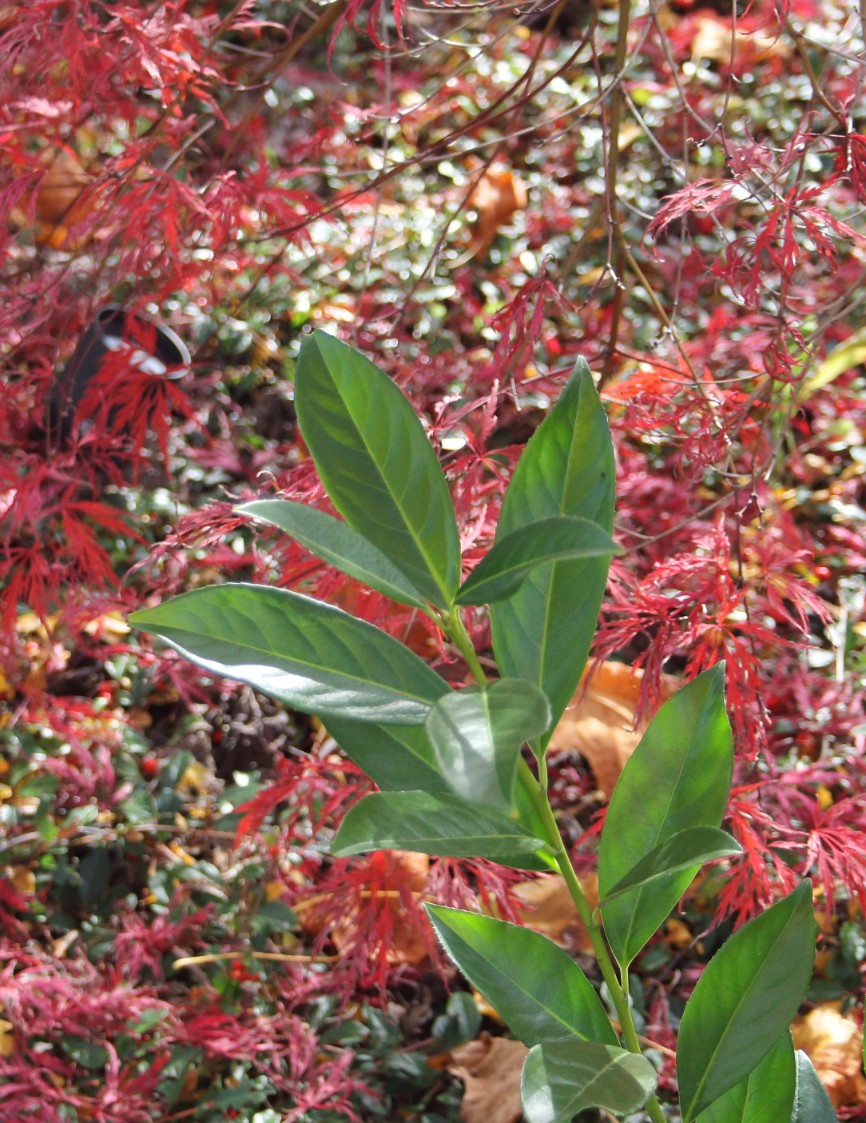 9788c6f88af9809f6f59e0dcf1d2e8dc