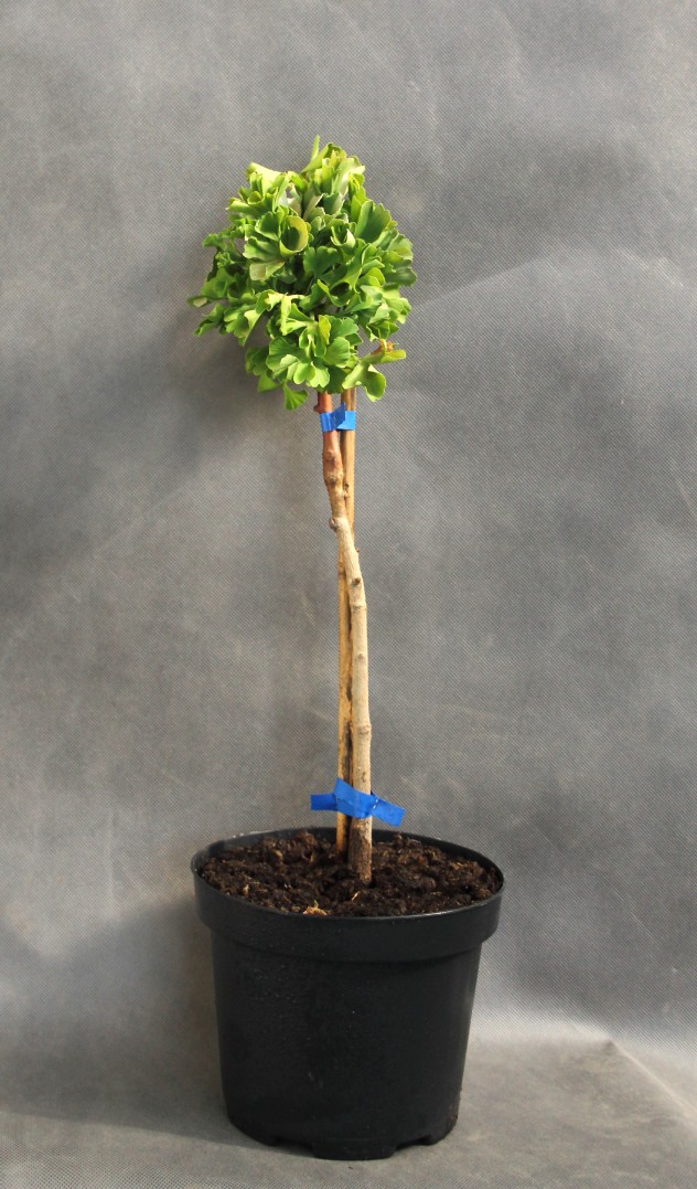 61adcfec23d4e61085bd2b0f43248dfd