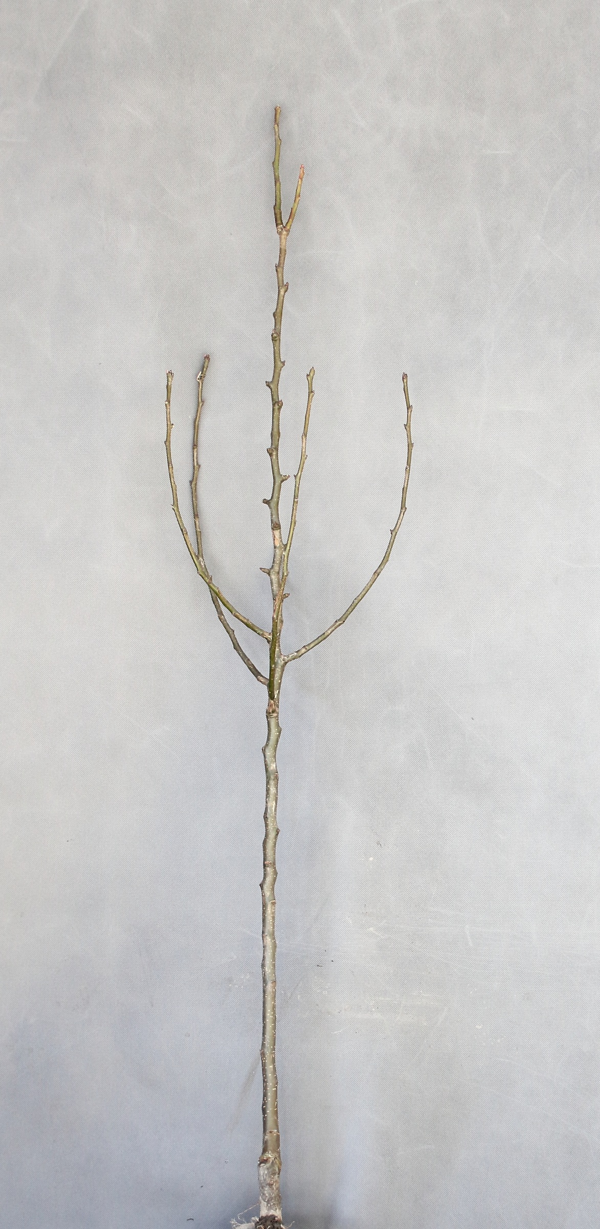 66e70cd0deda173fcfc92fbc6dc4e59a