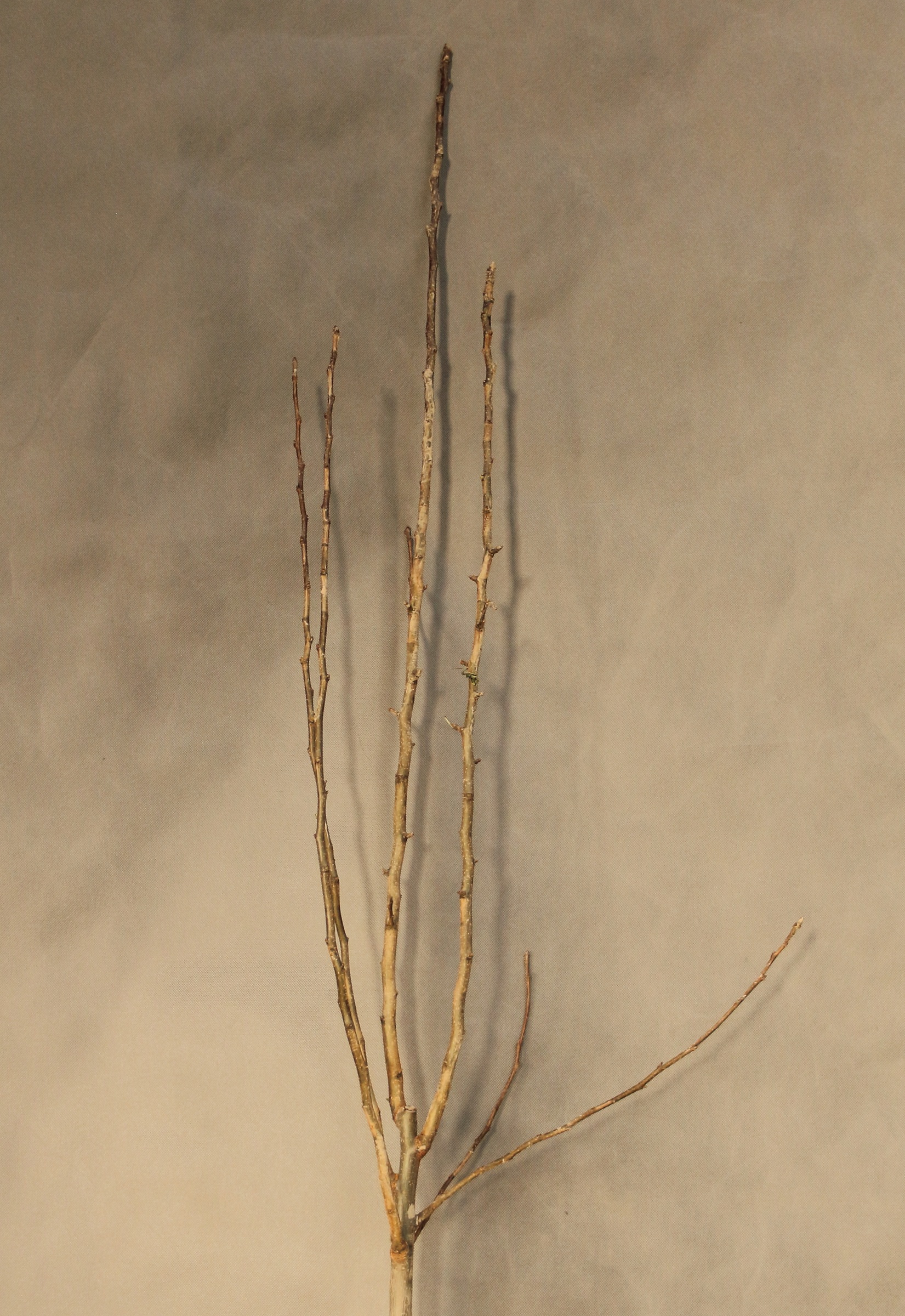 ed6737ee6b7e46f34848ec9a97dee0ff