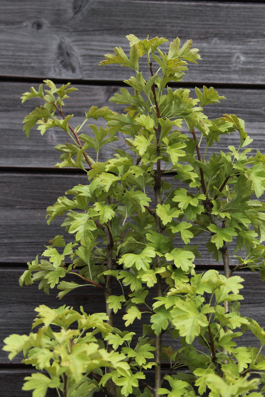 05d5ed809586c88764431ec36123c66a