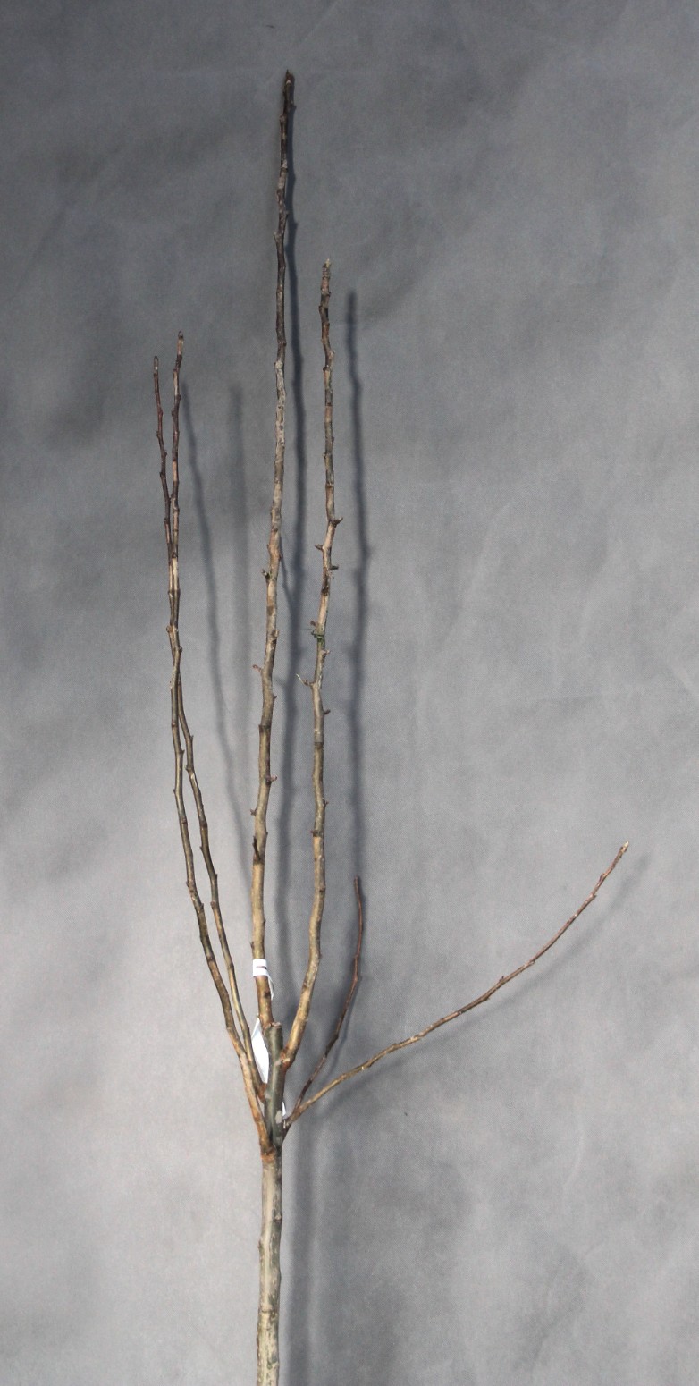 898ef47e691b6cfb19458c768e7efb38